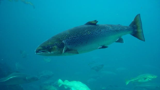 Expert weighs in on debate over wild and farmed salmon