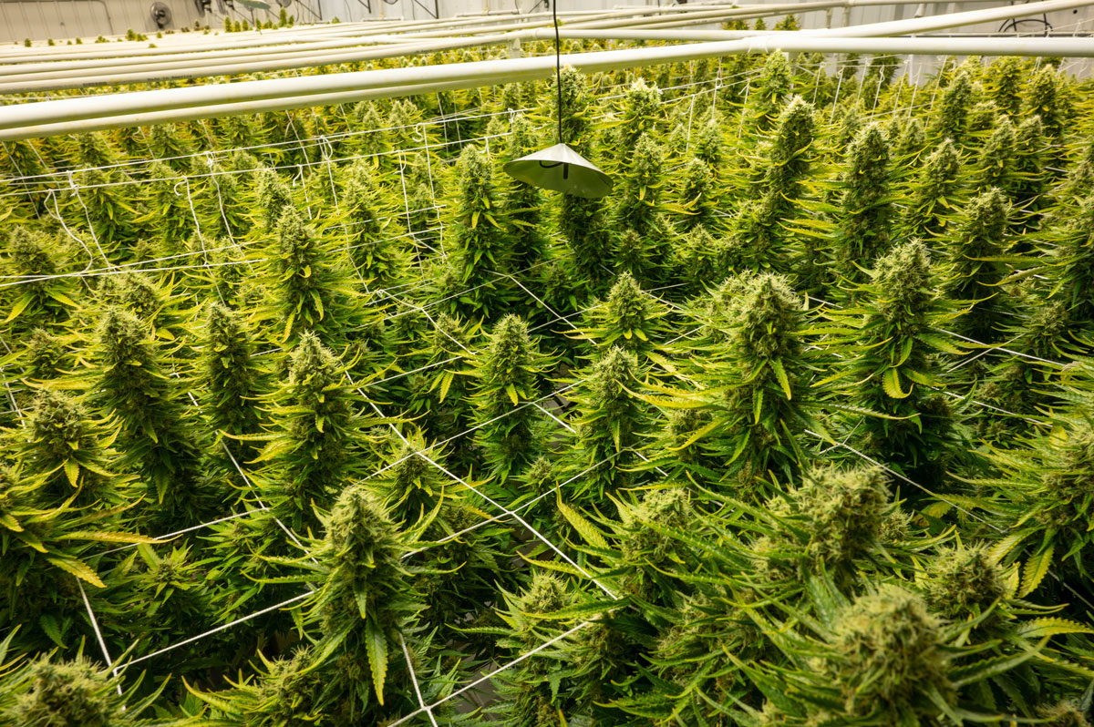 Cannabis & Wellness Expo heads to Little Rock on May 2