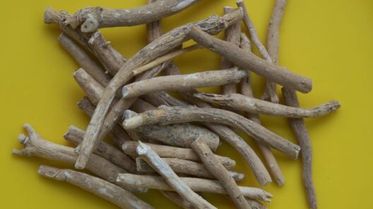 Ayush issues ban on ashwagandha leaf extracts