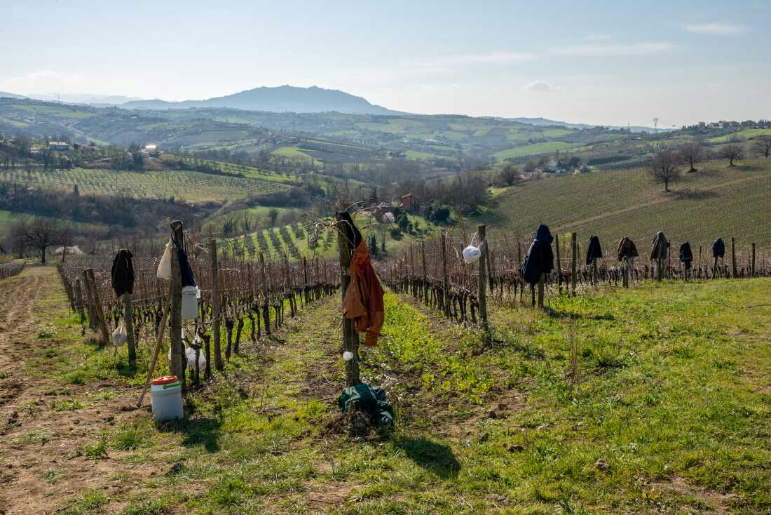 The vineyard at San Patrignano outside Coriano, Italy. The community is home to 850 people, all working to recover from alcohol and drug addiction. U.S. Health Secretary Robert F. Kennedy Jr. has praised the San Patrignano model, and said he wants to build similar farm and work camps in the U.S. But the concept faces criticism from many medical experts. 