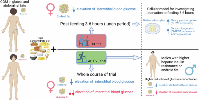 Sex- and adipose depot-specific glucose metabolism following carbohydrate-enriched diets consumption with (un)interrupted prolonged sitting