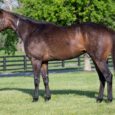 Starship Beauty Sells for $310K on Fasig-Tipton Digital