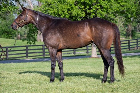 Starship Beauty Sells for $310K on Fasig-Tipton Digital