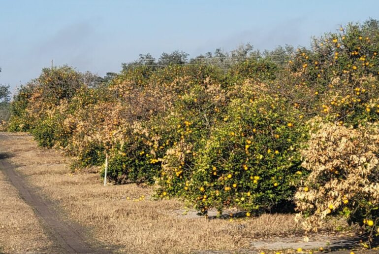 Smarter Nutrition Strategies Take Root in Florida Citrus