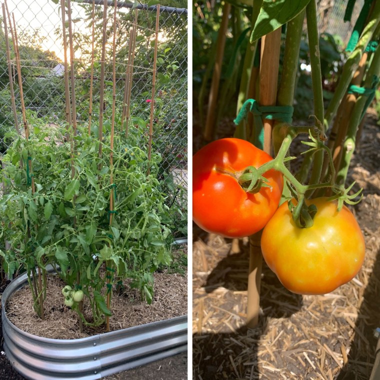 Left side: A group of tomato plants attached to bamboo stakes in a raised garden bed, in front of a chain link fence. Right side: Close-up of one red and one yellow tomato on the vine