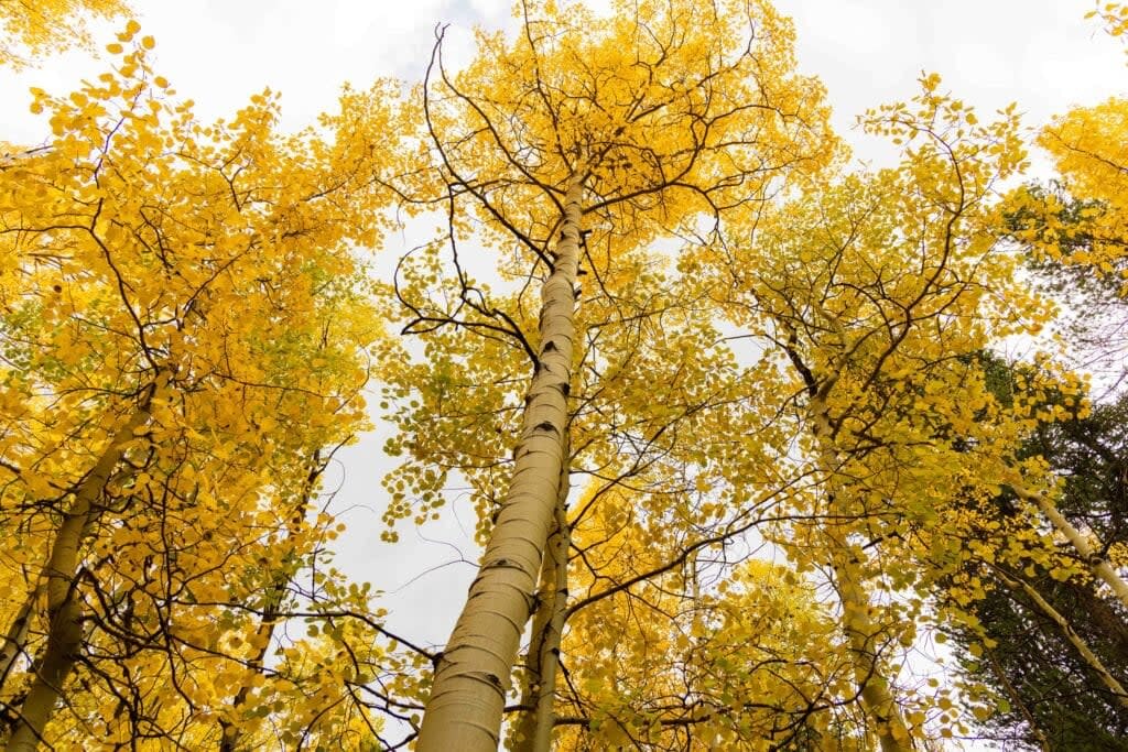 golden aspen trees in colorado's fall
