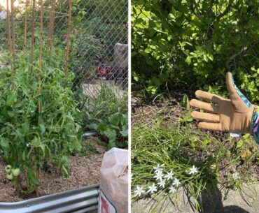 Everything You Need to Start a Garden in 2026