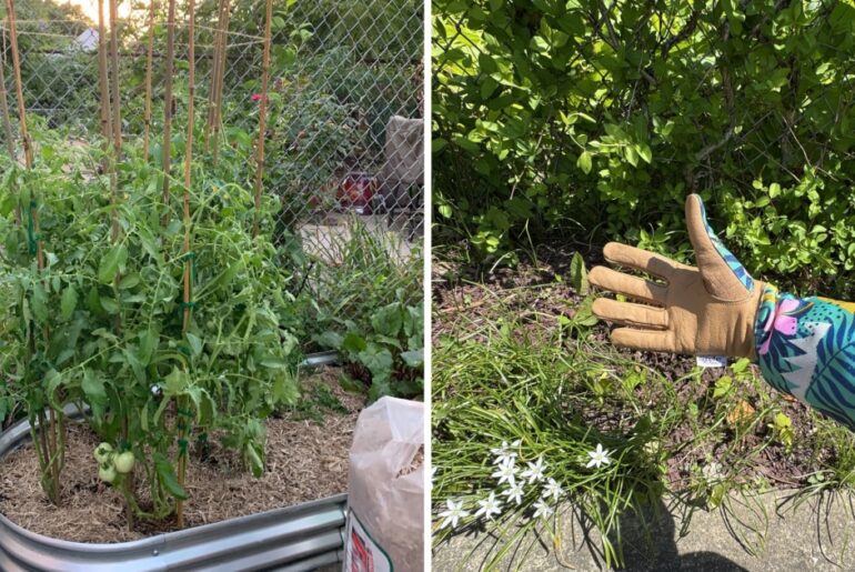 Everything You Need to Start a Garden in 2026