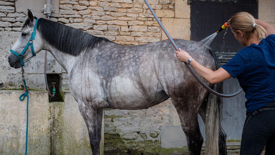 Grey horse being shampooed and washed