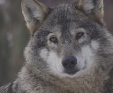 Animal Wellness Action pushes Congress to ban snowmobile wildlife cruelty