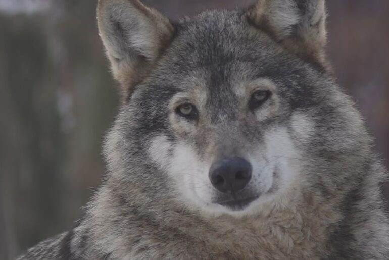 Animal Wellness Action pushes Congress to ban snowmobile wildlife cruelty