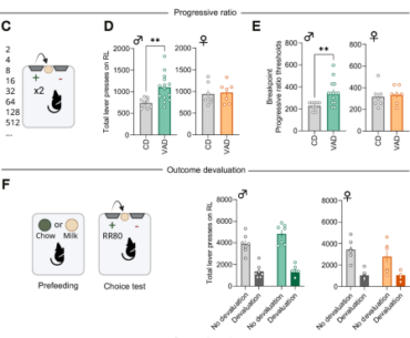 Vitamin A deficiency induces sex-specific reward processing alterations through a dysregulation of the mesolimbic dopamine transmission in mice