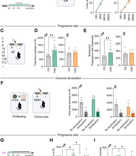 Vitamin A deficiency induces sex-specific reward processing alterations through a dysregulation of the mesolimbic dopamine transmission in mice