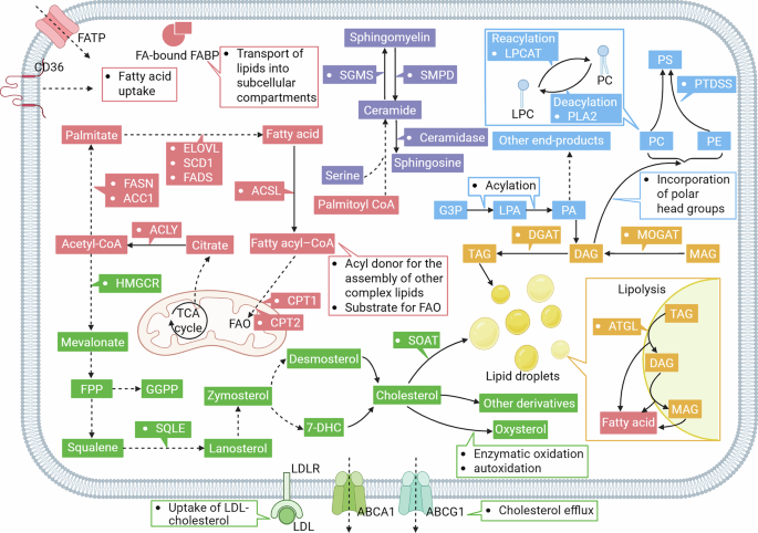 Lipid metabolism reprogramming shapes the immune landscape in the tumor microenvironment
