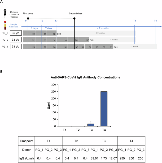Fig. 1: Study design and anti-SARS-CoV-2 IgG antibody levels in pregnant individuals following COVID-19 vaccination.