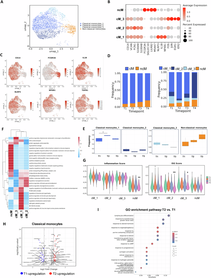 Fig. 3: Transcriptional heterogeneity and dynamic changes of monocyte subsets following COVID-19 vaccination in pregnancy.