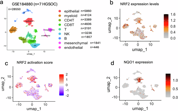 Immunological and prognostic impact of NRF2 in high grade serous ovarian cancer