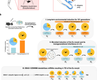 Vitamin B12 induces memory of predation through vitellogenin provisioning