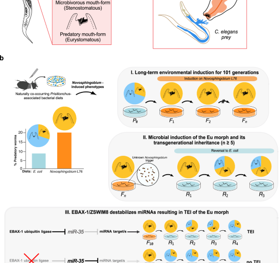 Vitamin B12 induces memory of predation through vitellogenin provisioning