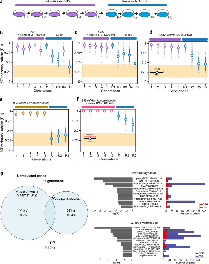 Fig. 2: Diet-derived vitamin B12 induces the predatory mouth form and its transgenerational inheritance.