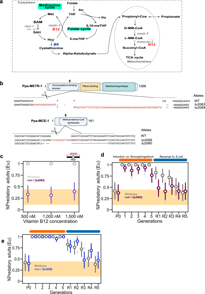 Fig. 3: Vitamin B12 functions as a cofactor for methionine synthase metr-1 in the transgenerational inheritance of the Eu morph.
