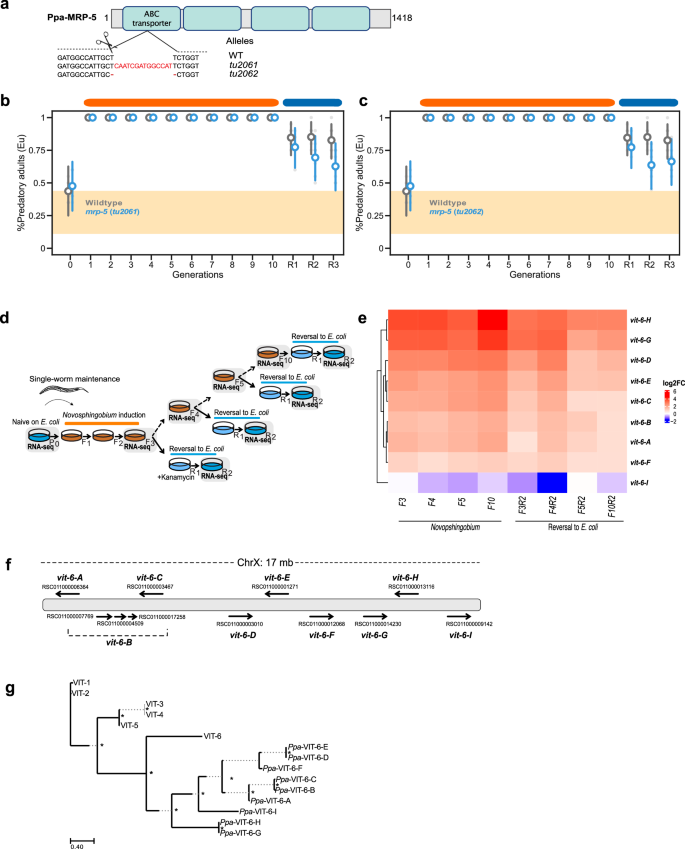 Fig. 5: Ppa-MRP-5 is dispensable in TEI of the predatory morph and vitellogenin gene cluster organization.