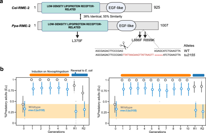 Fig. 6: The low-density lipoprotein receptor-related protein RME-2 is required for transgenerational inheritance of the predatory morph.