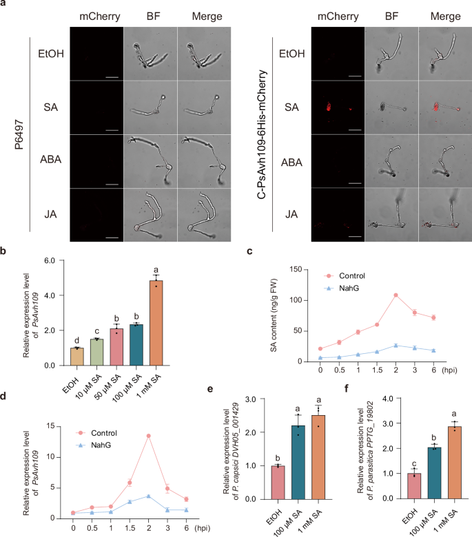 Fig. 1: Salicylic acid induces the production of effector Avh109 in Phytophthora.