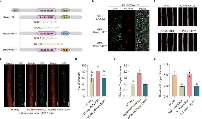Fig. 2: PsAvh109 is a nucleus-localized effector that is essential for P. sojae virulence.