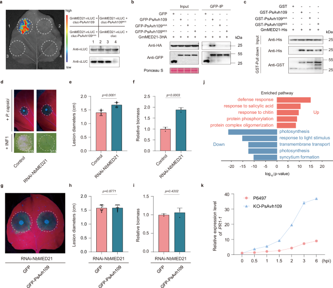 Fig. 3: PsAvh109 targets GmMED21 to modulate host transcription and immunity.