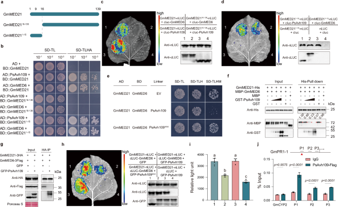 Fig. 4: PsAvh109 targets the N-terminal domain of MED21 to disrupt its interaction with MED6 and interfere with transcriptional regulation.