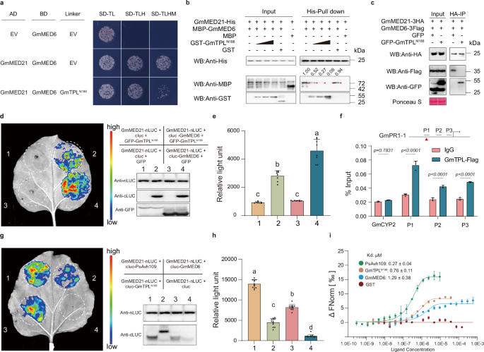 Fig. 5: GmTPL competes with GmMED6 for binding sites on GmMED21.