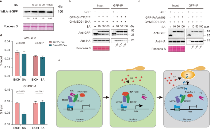 Fig. 6: Salicylic acid disrupts the interaction between TPL and MED21 without impacting the Interaction between Avh109 and MED21.