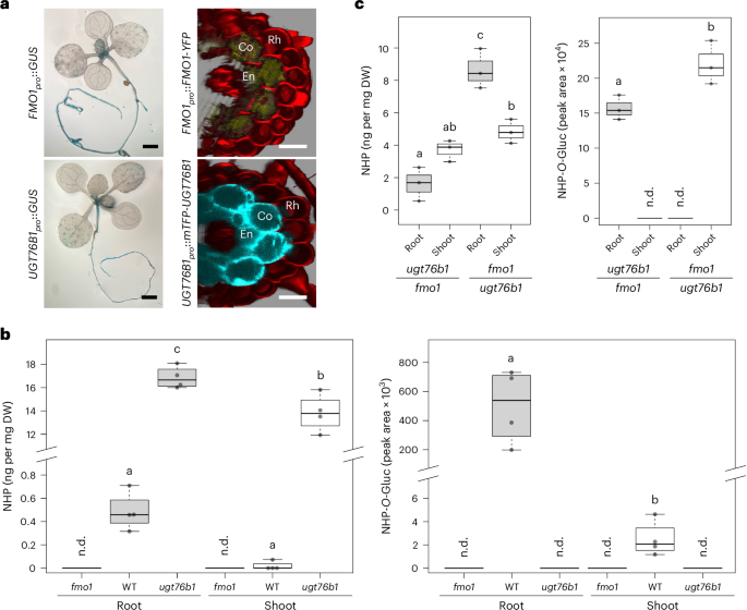 A root-based N-hydroxypipecolic acid standby circuit to direct immunity and growth of Arabidopsis shoots