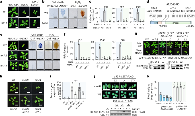 Fig. 1: The let7 mutants suppress mekk1-triggered autoimmunity.