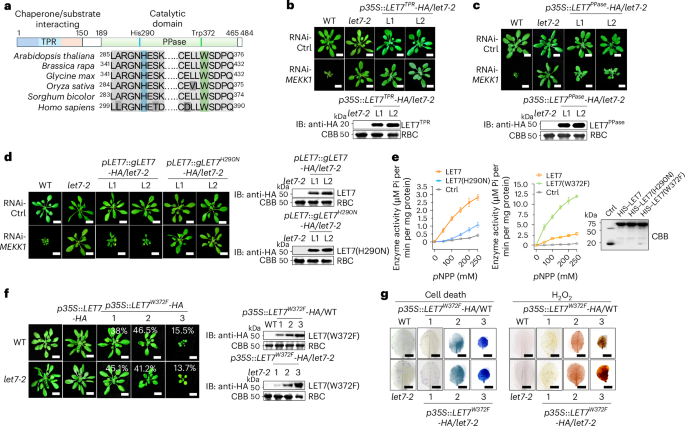 Fig. 2: The PPase domain with phosphatase activity is essential and sufficient to trigger cell death.