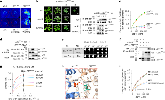 Fig. 3: LET7TPR interacts with LET7PPase and inhibits its phosphatase activity.
