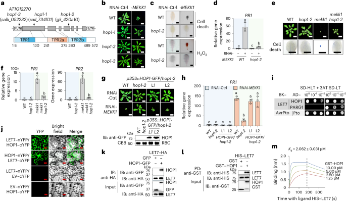 Fig. 4: HOP1 interacts with LET7 in regulating mekk1 cell death.