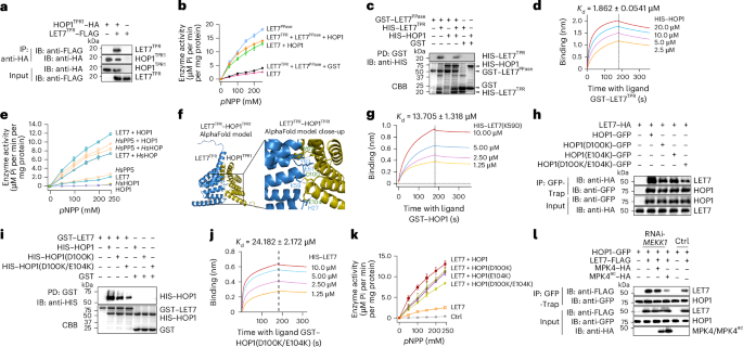 Fig. 5: HOP1 interacts with LET7TPR and relieves LET7TPR-mediated suppression of LET7PPase phosphatase activity and cell death.