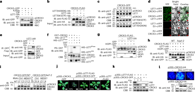 Fig. 6: LET7 dephosphorylates CRCK3 in an HOP1-dependent manner.