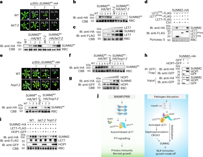Fig. 7: LET7 and HOP1 regulate the stability of SUMM2 in controlling cell death.