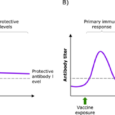 Establishing long-lasting vaccine immunity: insights from mRNA and adjuvanted protein platforms