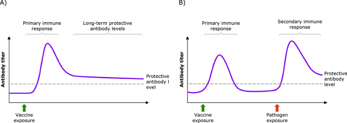 Establishing long-lasting vaccine immunity: insights from mRNA and adjuvanted protein platforms