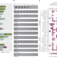 Nuclease–NTPase antiphage defence systems use conserved molecular features to control bacterial immunity