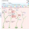 Wired for immunity: neuroimmune control of the lung by sensory neurons