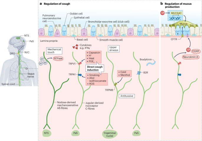 Wired for immunity: neuroimmune control of the lung by sensory neurons
