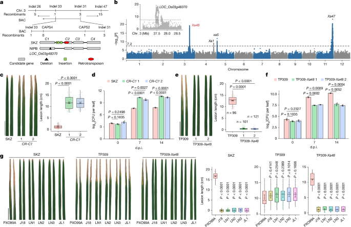 Asymmetric selection of a rice immune module and rebuild of disease resistance