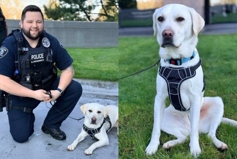 Renton police welcome a new wellness program dog and a K-9 unit dog