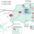 “Micro-managing” immune activation and protein turnover: microglial lysosomes in the context of health and disease