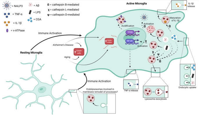 “Micro-managing” immune activation and protein turnover: microglial lysosomes in the context of health and disease